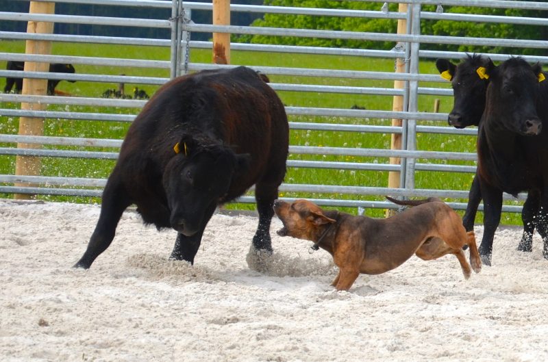 Catahoula v Mitrově