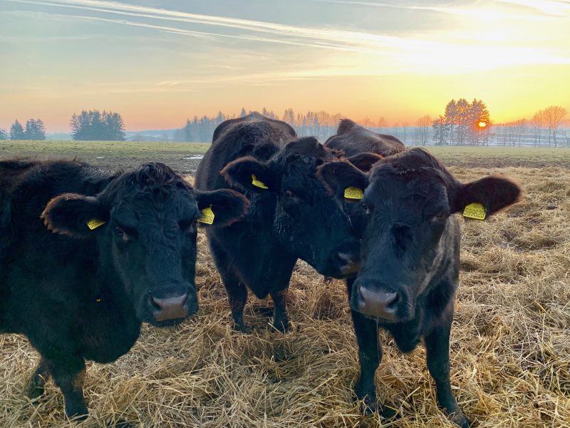 Je opravdu polské hovězí to nejhorší, co se dá u nás koupit?