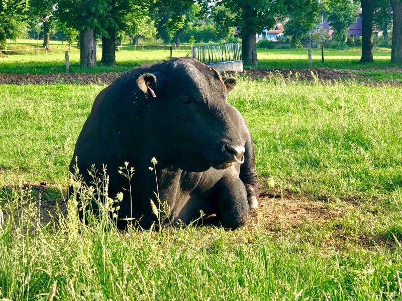 Filozofie chovu a masné produkce v Mitrově