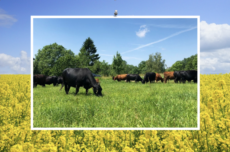 Nejezte maso a zmírníte uhlíkovou stopu?