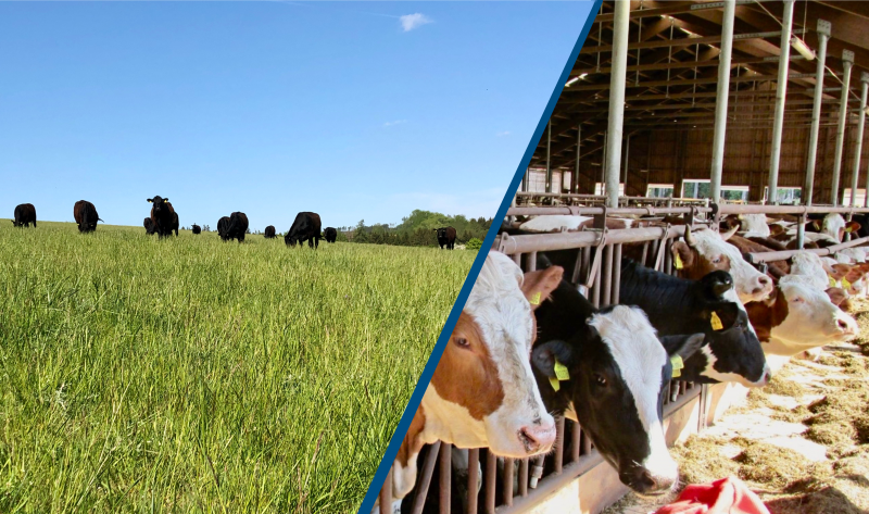 Hovězí z Mitrova vs. hovězí z velkovýkrmu