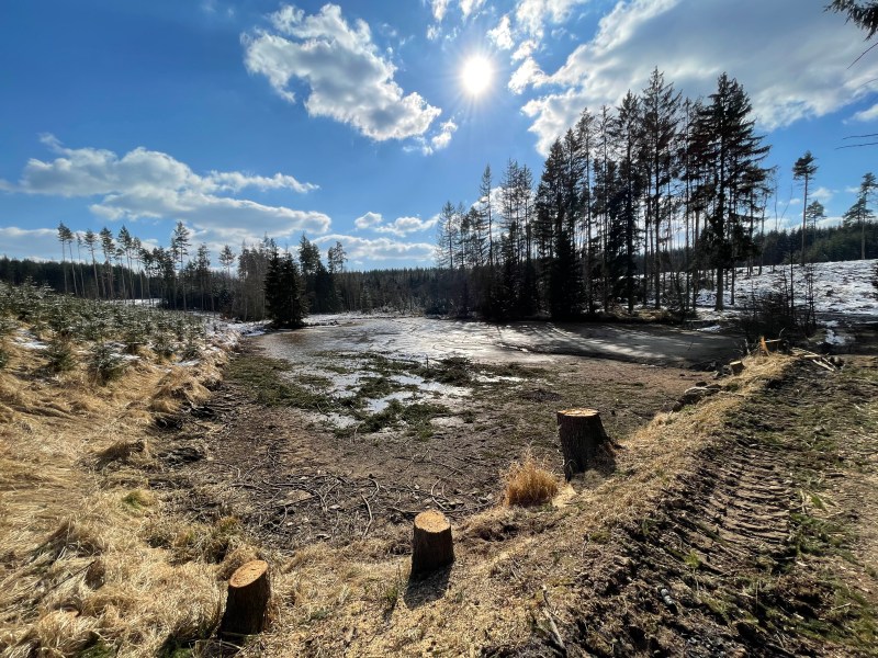Kůrovec – zachránce českých lesů